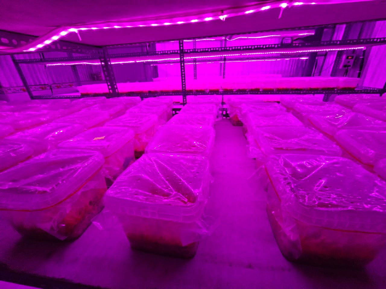 Controlled Environment Agriculture