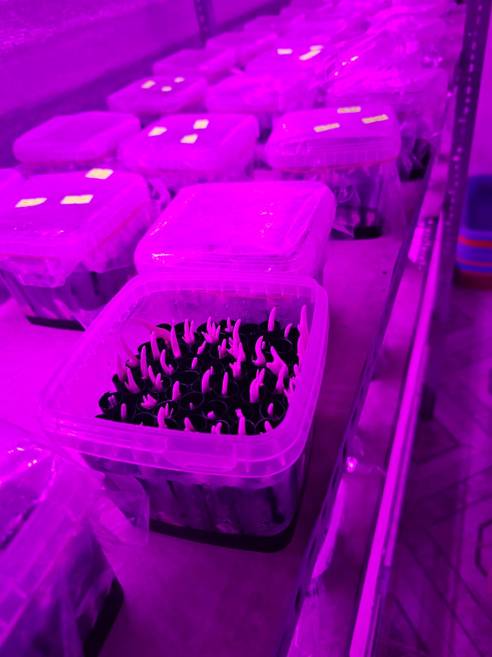 Automated Growing Systems